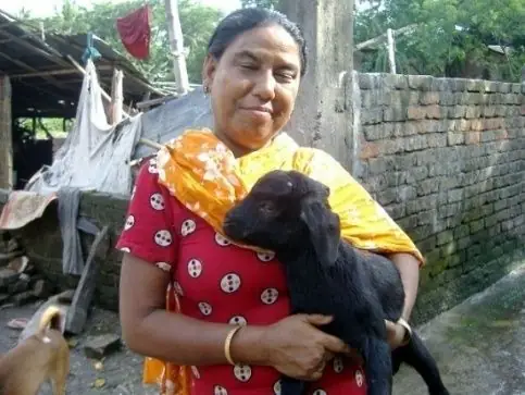 Goat rearing at RUSTIC's demonstration farm